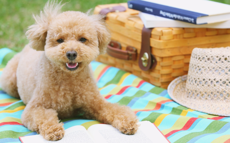 Séjour tout pour vos toutous